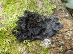 Leptogium cochleatum
