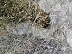 Holothuria floridana