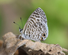 Leptotes cassius surbaja - Photo (c) Paul Prappas, some rights reserved (CC BY-NC), uploaded by Paul Prappas