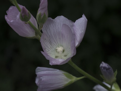 Sidalcea hartwegii