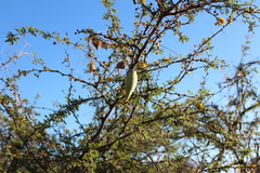 Funastrum pannosum