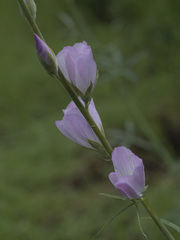 Sidalcea hartwegii