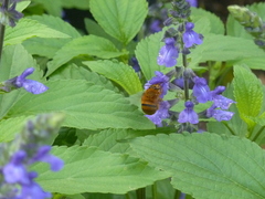 Amegilla bombiformis