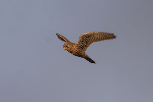 Turmfalke