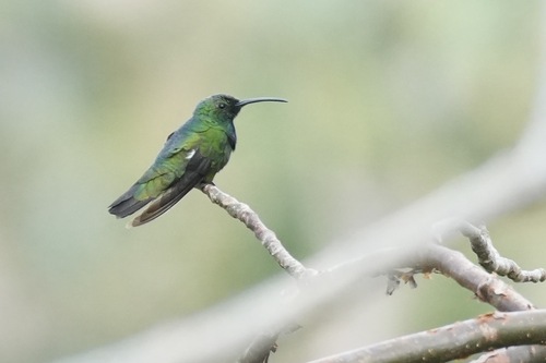 Green-breasted Mango (Anthracothorax prevostii), photo 6