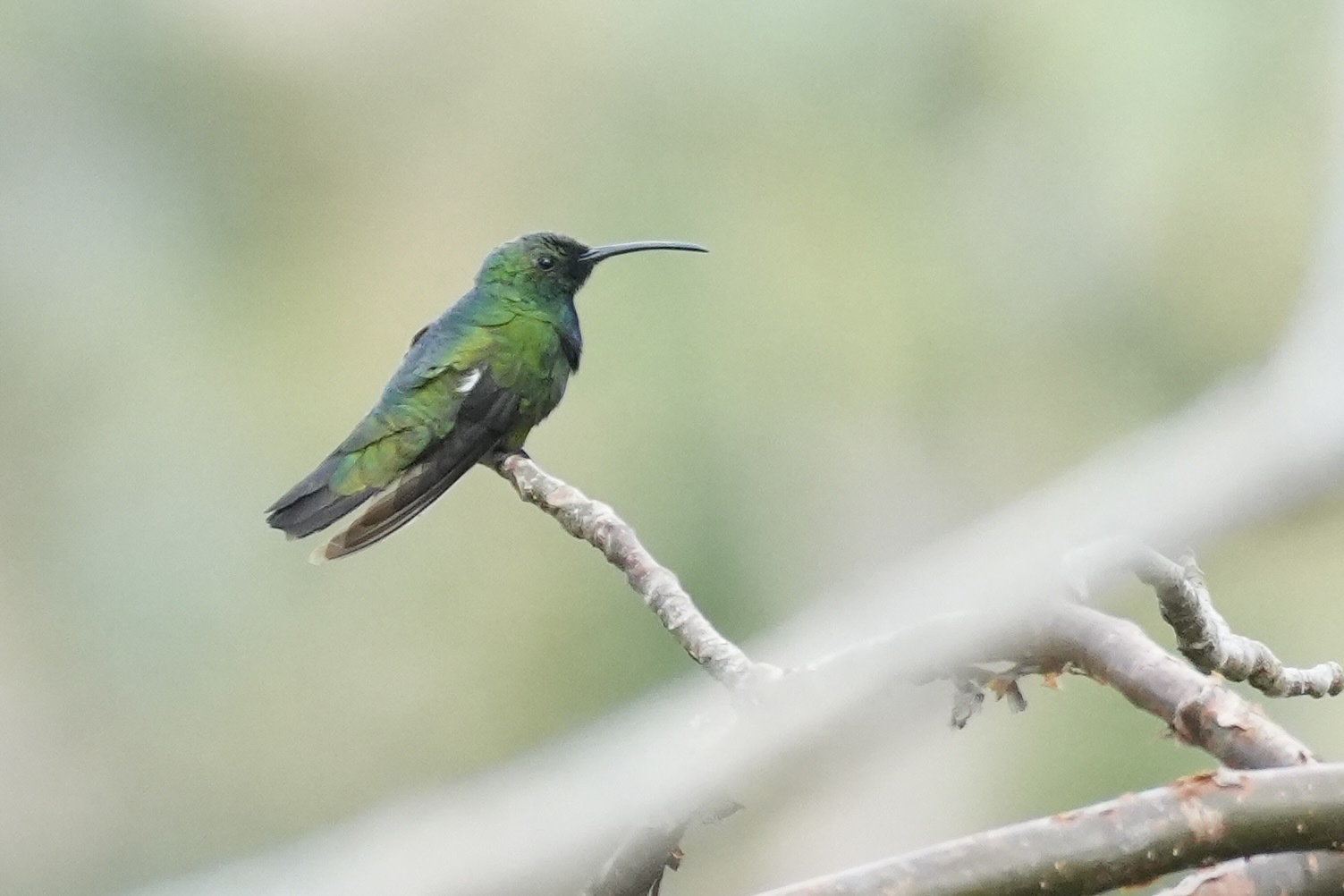 Green-breasted Mango (Anthracothorax prevostii), photo 6