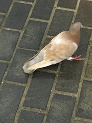 Columba livia domestica