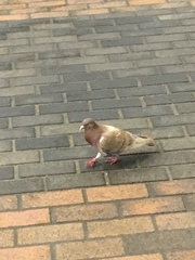Columba livia domestica