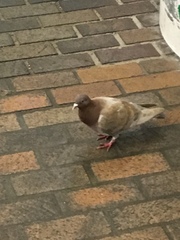 Columba livia domestica