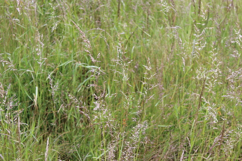 Arrhenatherum elatius, photograph 4
