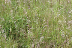 Arrhenatherum elatius, photograph Joe Dillon, CC BY, iNaturalist via GBIF