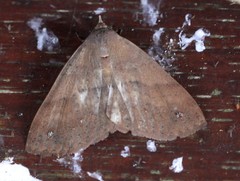 Ophyx eurrhoa