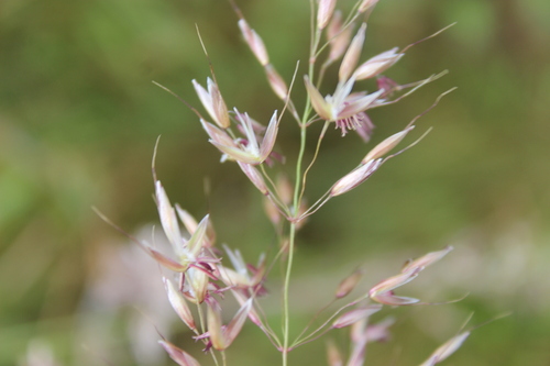 Arrhenatherum elatius, photograph 3