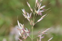 Arrhenatherum elatius, photograph Joe Dillon, CC BY, iNaturalist via GBIF