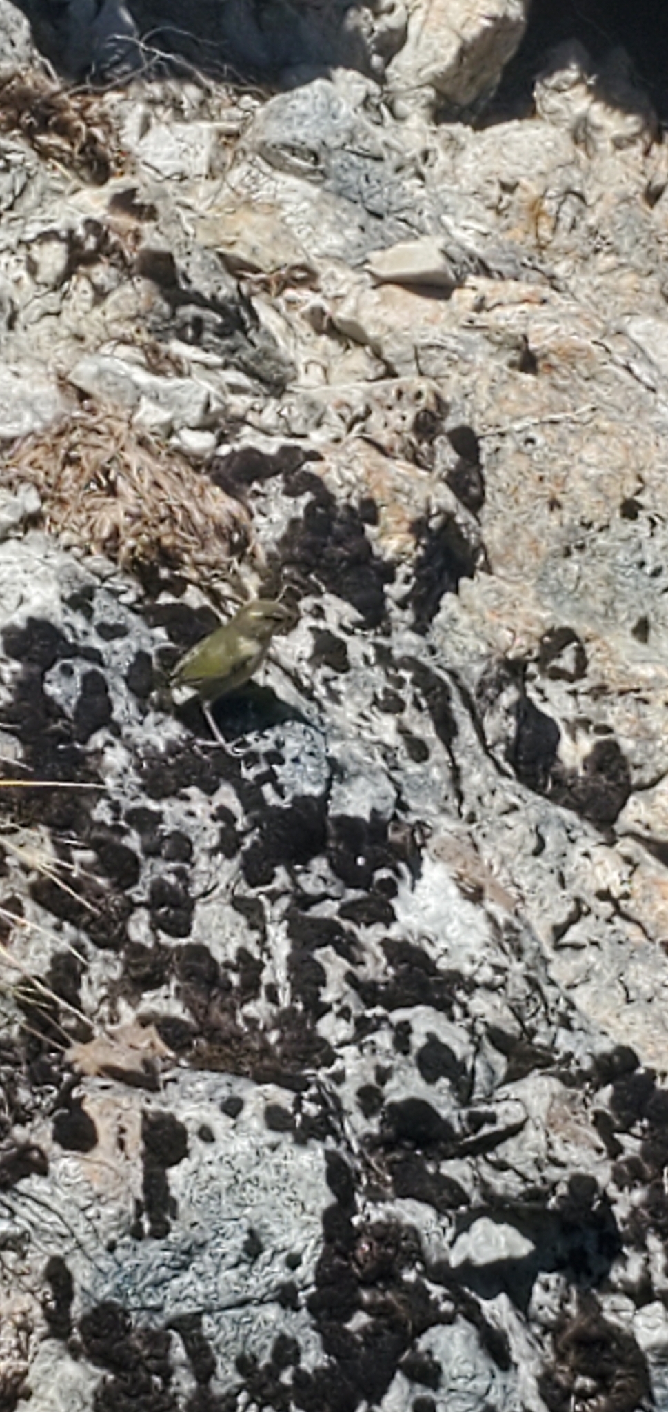 New Zealand Rockwren (Xenicus gilviventris), photo 4