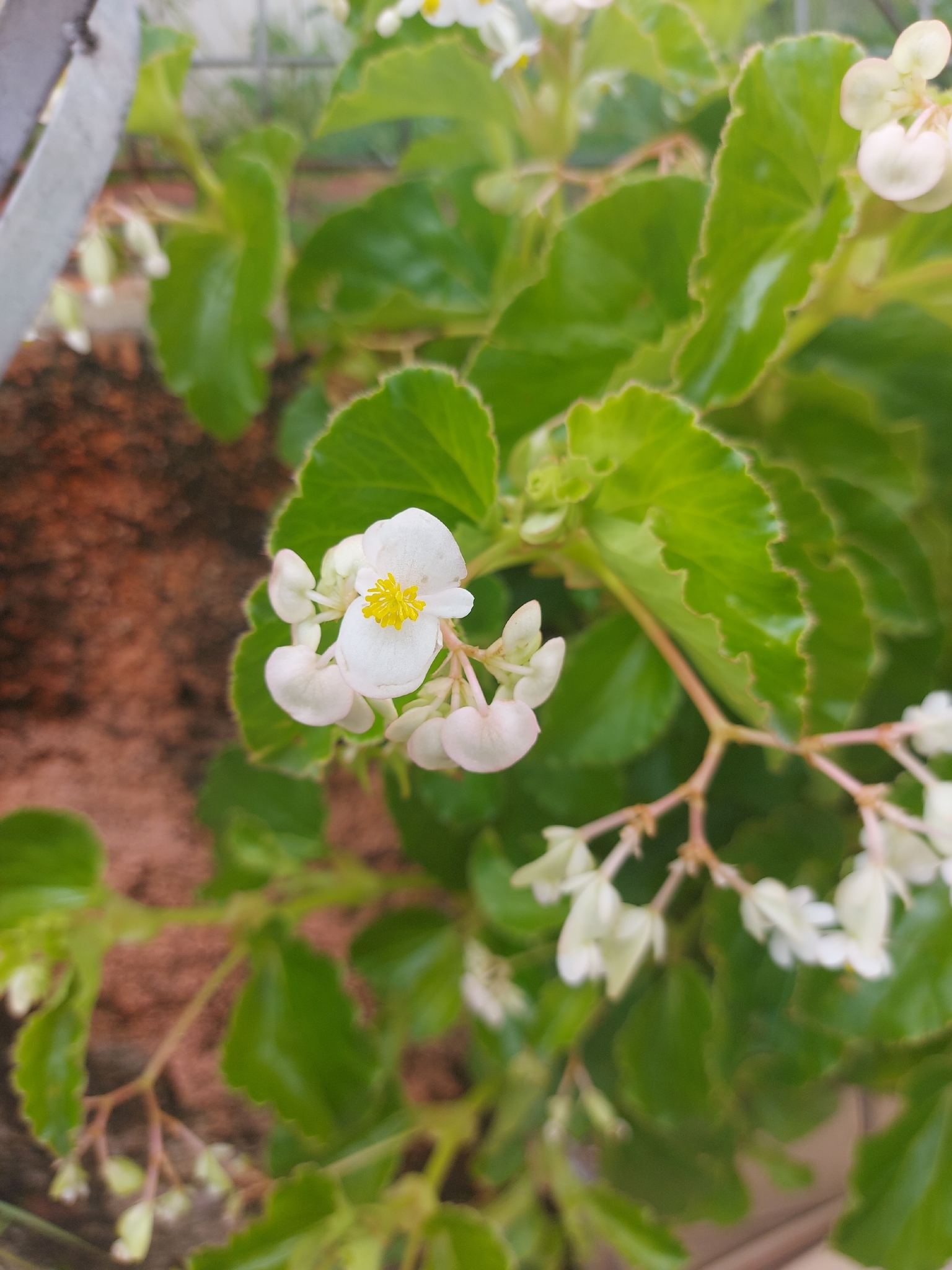 Beispielbild: Eisbegonie (Begonia semperflorens-cultorum)