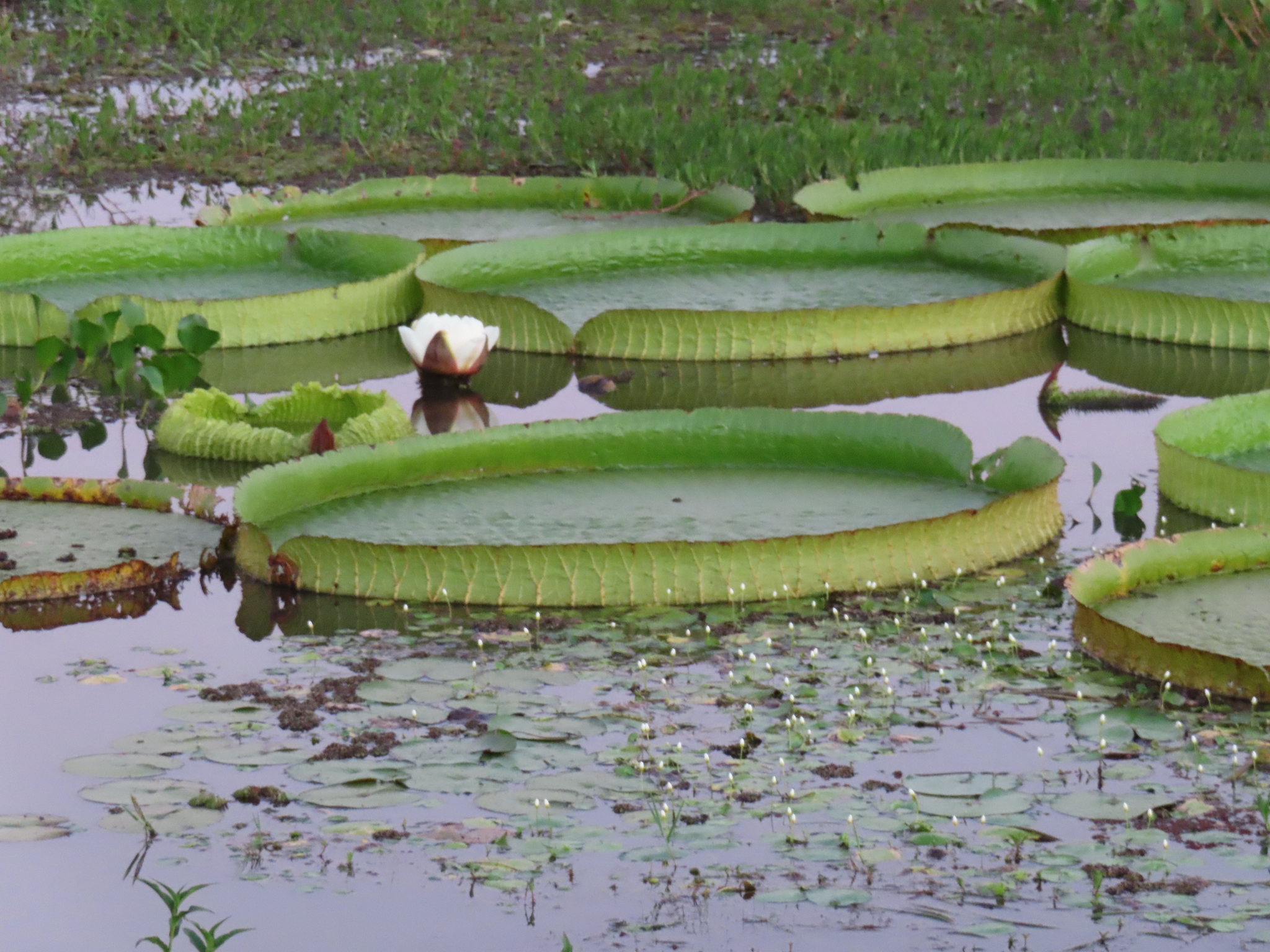 Santa Cruz water lily