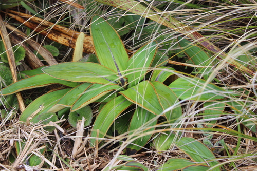 Celmisia traversii, photograph 3