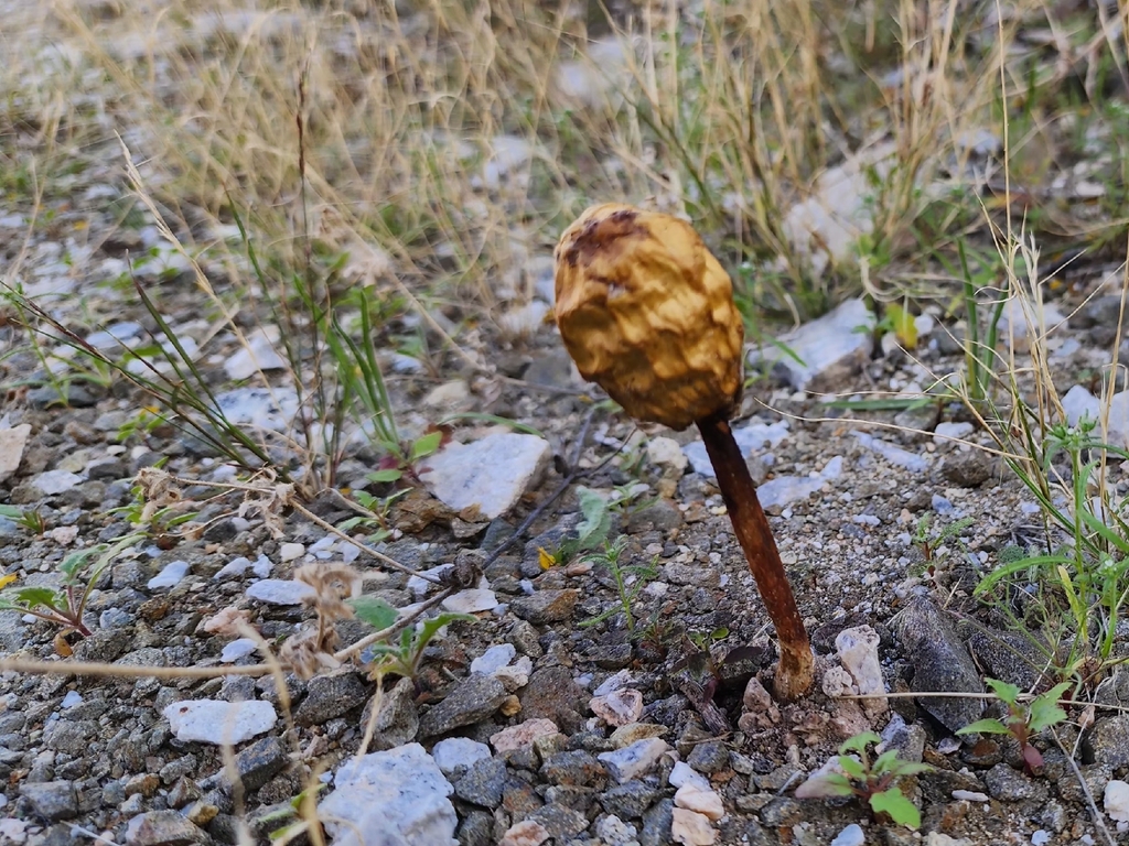 Podaxis inyoensis · January 2026 · photo: © xochitlzeta (iNaturalist, cc-by-nc-sa)