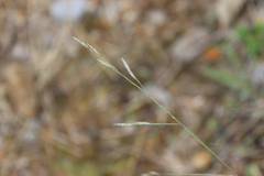 Festuca matthewsii, photograph (c) Joe Dillon, some rights reserved (CC BY)