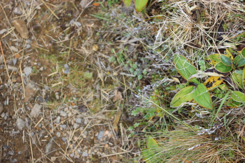 Festuca matthewsii, photograph 3