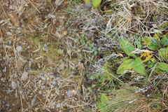 Festuca matthewsii, photograph (c) Joe Dillon, some rights reserved (CC BY)