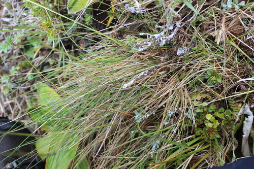 Festuca matthewsii, photograph 5