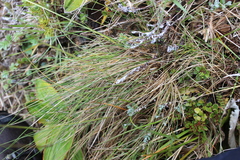 Festuca matthewsii, photograph (c) Joe Dillon, some rights reserved (CC BY)