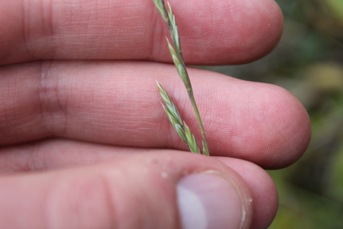 Festuca matthewsii, photograph 2