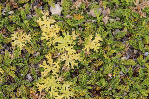 Anisotome imbricata, photograph 6