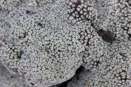 Raoulia eximia, photograph 5