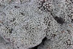 Raoulia eximia, photograph (c) Joe Dillon, some rights reserved (CC BY)