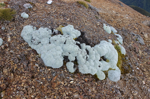Raoulia eximia, photograph 4