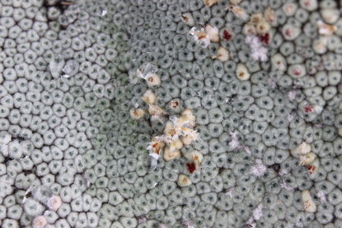 Raoulia eximia, photograph 6