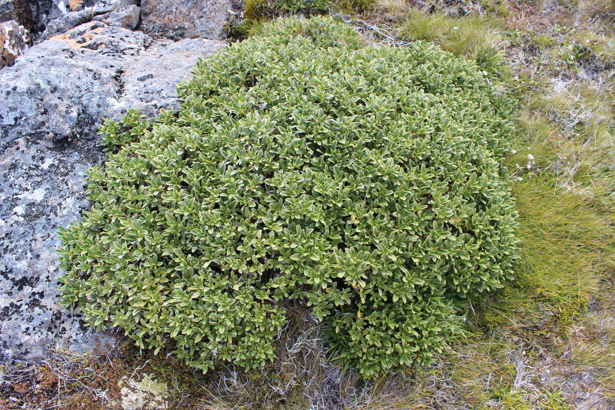 Brachyglottis adamsii