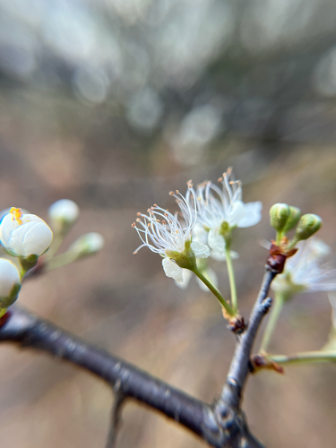 Prunus umbellata, photograph 6