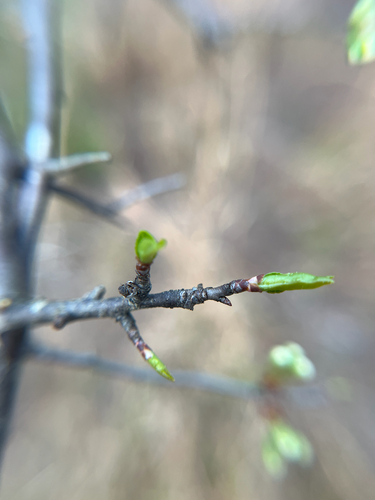 Prunus umbellata, photograph 5