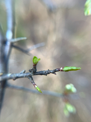 Prunus umbellata, photograph (c) Ian Talty, some rights reserved (CC BY)