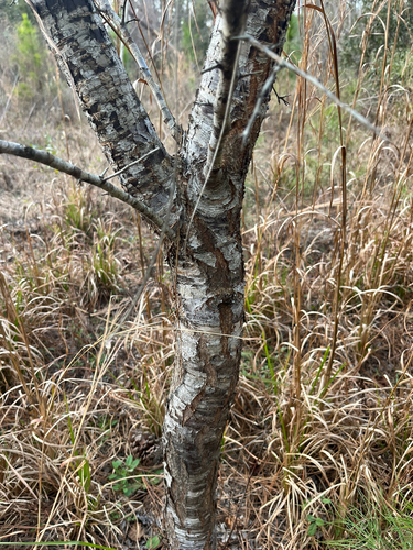 Prunus umbellata, photograph 4