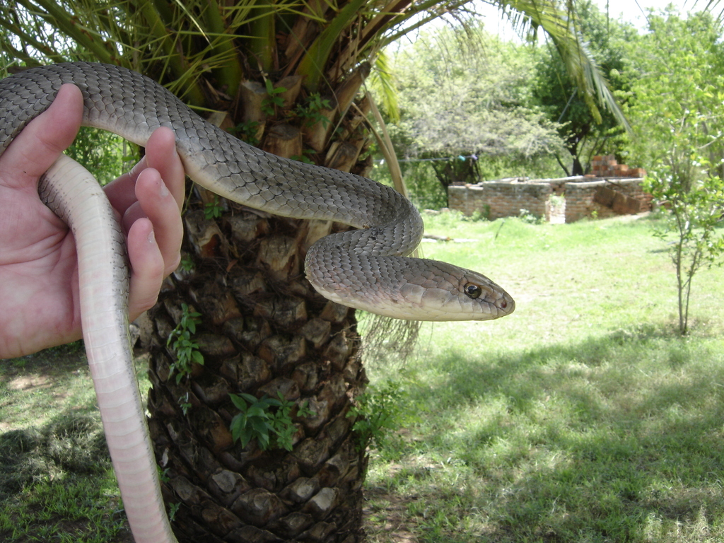 Mexican Whipsnake