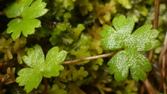 Geranium microphyllum