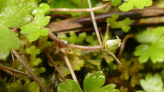 Geranium microphyllum