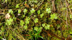 Geranium microphyllum