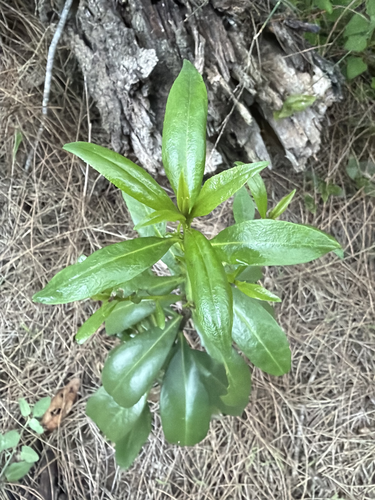 Mangrove Boobialla (Myoporum acuminatum)