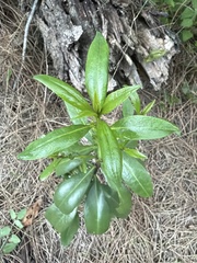 Myoporum acuminatum, photograph (c) Martin Hannan-Jones, some rights reserved (CC BY)