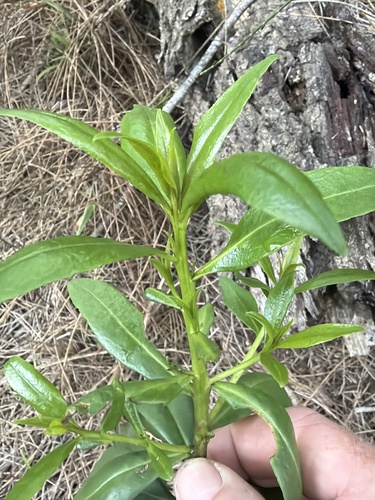 Myoporum acuminatum, photograph 6