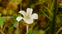 Geranium microphyllum