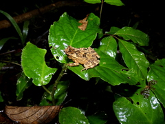 Ingerophrynus divergens