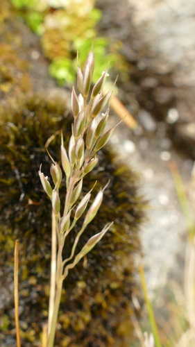 Agrostis aucklandica, 2020-01-19
