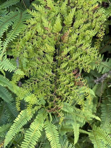 Odontosoria chinensis observed 2026-01-12